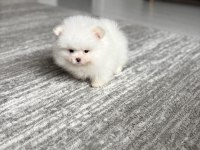 Pomeranian Boo Erkek