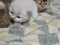 Scottish Fold Yavrular