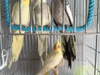 Isırmayan yavru sultanlar