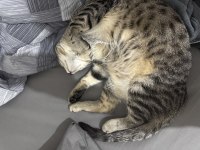 Ücretsiz Sahiplendirme Tekir Kedimiz