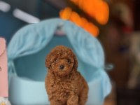 Irk Ve Sağlık Garantili Yavru Köpeklerimiz