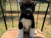 Safkan & Belgeli American Akita Yavruları