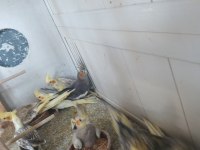 Yeni Bebek Yavru Sultan Papağanları