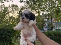 Güzeller Güzeli Dişi Shih Tzu