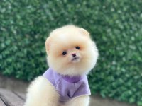 Pomeranian Boo Yavrular