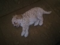 Küçük Boy Maltipoo