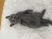 Kedimize Ömürlük Yuva Arıyoruz