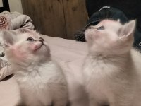 İkiz british shorthair kızlarım