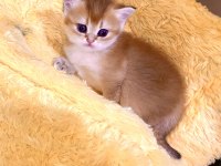 Golden ny11 safkan orjinal yeşil gözlü sarışın british shorthair kız