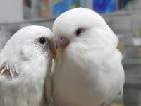 Hazır Eşli Takım Muhabbet Kuşlar