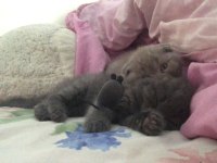 Acil Scottish Fold 2 Kardeş