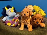 Irk Garantili Red Maltipoo Yavrularımız