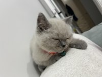 3.5 Aylık British Shorthair Bluepoint