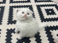 Kedilerim Sahiplendirilecektir