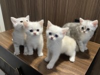 A kalite british shorthair bebeklerim