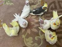 El Besleme Yavru Sultan Papağanları