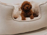 Irk Garantili Toy Poodle Yavruları