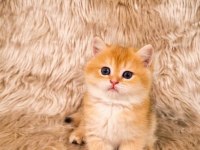 British Shorthair Harika Yavrular