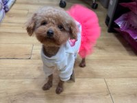 2 yaşında teddy dişi poodle