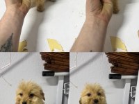 Her Renk Maltipo Bebekler