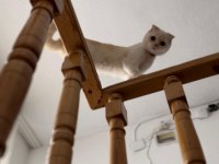 Scottish Fold Asalet Kedimize Yuva Arıyoruz