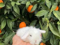 Teddy Lop Tavşanı Yavrular Mavi Göz