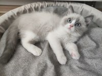 Mavi Gözlü Safkan Erkek Ragdoll Yavrusu