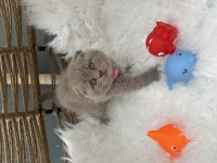 British Shorthair Lilak 2 Aylık