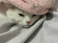 British shorthair kedimiz ismi miles