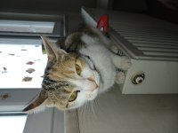 Kızımda Alerji Çıktı O Yüzden Kedimi Vermek Zorundayım