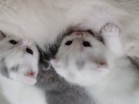 1 aylık british shorthair yavrular