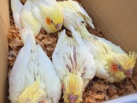 Lutino %100 ev üretimi el besleme sultan papağanı bebekler