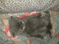 Scottish Fold 0 Numara Erkek Yavru