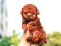Toy poodle bebeklerim