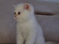 Golden Point British Shorthair Yavru Erkek