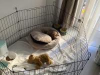 10.02.2026 Doğumlu Yavru Toy Poodle Erkek