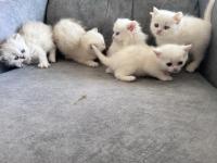 Pofuduk British Yavrular