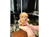 Toy Poodle Yavru Köpeklerim