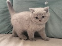 Safkan british shorthair yavrularım yeni yuvalarını bekliyor
