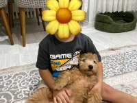 Maltipoo Dişi Köpeği