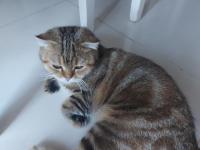 Ekim 2024 Doğumlu Scottish Fold