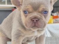 New shade isabella tan erkek french bulldog