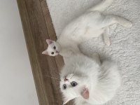 Güzel British Longhair Kızımıza Yeni Yuva Arıyoruz