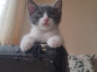 Sevimli oyuncu kırpık ve kardeşlerimiz