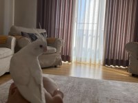 8 aylık albino sultan papağanı ele alışık uysal