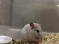 Beyaz Suriye Hamster