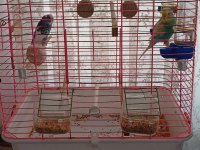 1 Yaşında 1 Dişi Ve 1 Erkek Muhabbet Kuşu