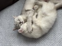 British longhair cins kedimiz