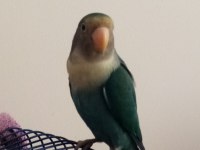 2 Tane Sevda Papağanı