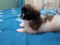 Pekinez Dişi Yavrumuz